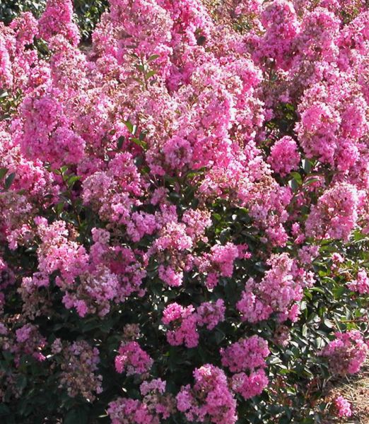 Lagerstroemia indica 'Petite Pink'